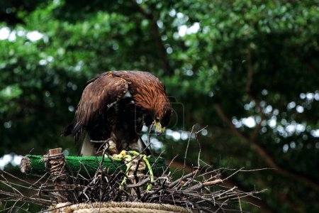 Téléchargez les photos : Image rapprochée d'un splendide Aigle royal (Aquila chrysaetos) au zoo. - en image libre de droit
