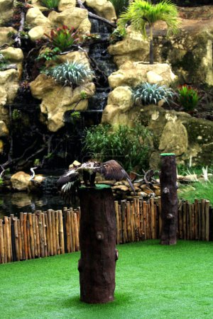 Konzentrierte Nahaufnahme eines schönen Steinadlers (Aquila chrysaetos) im Lebensraum Zoo