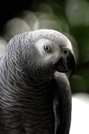 Téléchargez les photos : Capture en gros plan d'un magnifique perroquet gris (Psittacus erithacus) dans son habitat zoologique - en image libre de droit