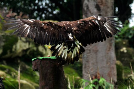Konzentrierte Nahaufnahme eines schönen Steinadlers (Aquila chrysaetos) im Lebensraum Zoo