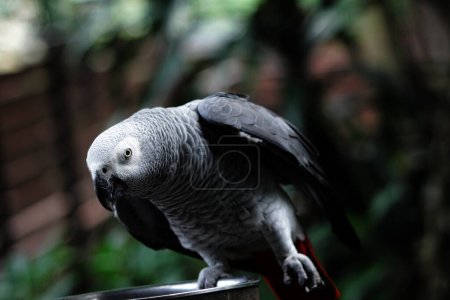 Close-up capture of a gorgeous Grey parrot (Psittacus erithacus) in its zoo habitat