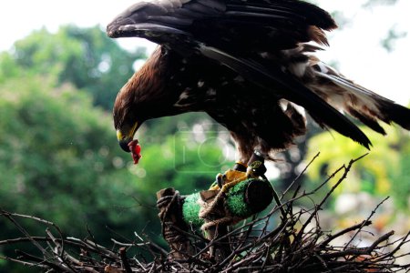 Foto de Retrato detallado de un águila real (Aquila chrysaetos) en un zoológico - Imagen libre de derechos