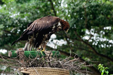 Téléchargez les photos : Image rapprochée d'un splendide Aigle royal (Aquila chrysaetos) au zoo. - en image libre de droit