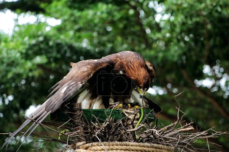 Foto de Retrato detallado de un águila real (Aquila chrysaetos) en un zoológico - Imagen libre de derechos