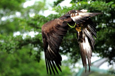 Foto detallada que muestra la belleza de un águila dorada (Aquila chrysaetos) en un zoológico