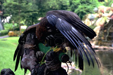 Téléchargez les photos : Gros plan détaillé d'un majestueux Aigle royal (Aquila chrysaetos) en captivité - en image libre de droit