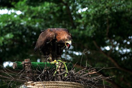 Téléchargez les photos : Portrait détaillé d'un aigle royal (Aquila chrysaetos) dans un zoo - en image libre de droit