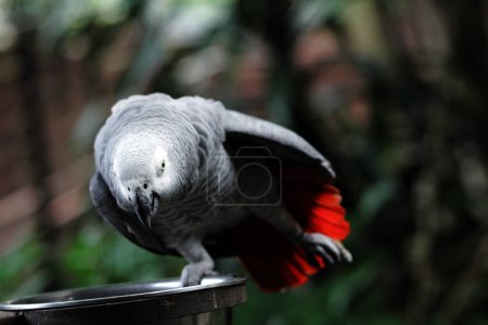 Téléchargez les photos : Gros plan détaillé d'un majestueux perroquet gris (Psittacus erithacus) en captivité - en image libre de droit