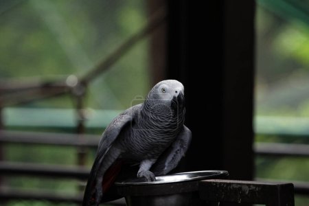Vue rapprochée d'un magnifique perroquet gris (Psittacus erithacus) au zoo