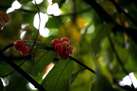 Téléchargez les photos : Gros plan détaillé de la prune Batoko, également appelée Flacourtia inermis ou Lobi-lobi, qui est aigre et saine - en image libre de droit