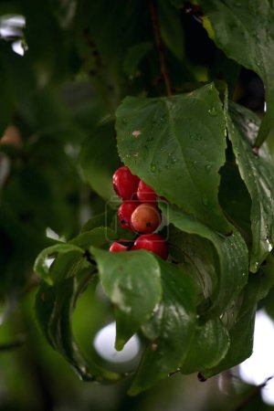 Gros plan sur la prune Batoko ou le fruit Lobi-lobi, aigre et bénéfique pour la santé