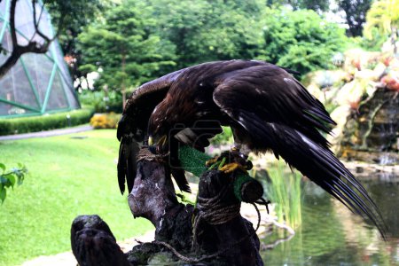 Captura de cerca de un hermoso águila dorada (Aquila chrysaetos) en su hábitat zoológico