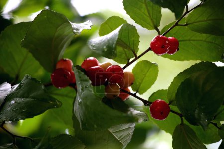 Capture rapprochée de Flacourtia inermis, le fruit aigre Lobi-lobi avec divers avantages pour la santé