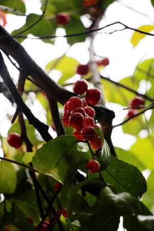 Vue rapprochée de la prune Batoko (Flacourtia inermis), connue localement sous le nom de Lobi-lobi, reconnue pour son goût aigre et ses bienfaits pour la santé