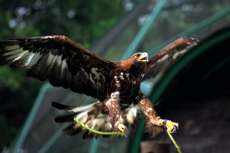 Téléchargez les photos : Vue agrandie de l'élégant Aigle royal (Aquila chrysaetos) résidant dans un zoo - en image libre de droit