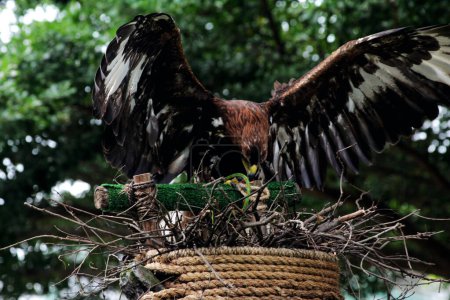 Gros plan captivant d'un Aigle royal (Aquila chrysaetos) dans un zoo