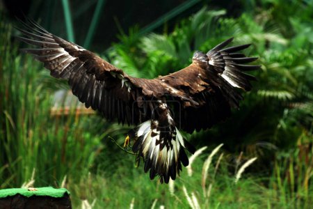 Capture en gros plan d'un magnifique Aigle royal (Aquila chrysaetos) dans son habitat zoologique