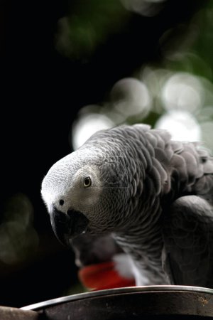 Stunning close-up photograph of a Grey parrot (Psittacus erithacus) in a zoo