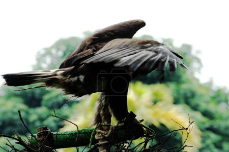 Fotografía de cerca de un hermoso águila dorada (Aquila chrysaetos) en el zoológico