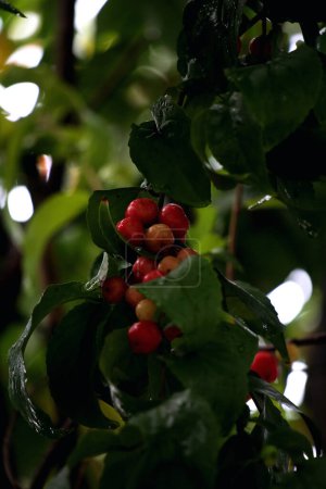 Zoom avant du fruit Lobi-lobi, ou Flacourtia inermis, connu pour ses bienfaits pour la santé