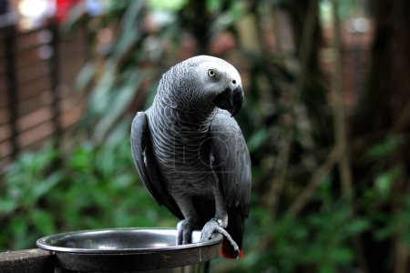 Zoomed-in shot of the elegant Grey parrot (Psittacus erithacus) residing in a zoo