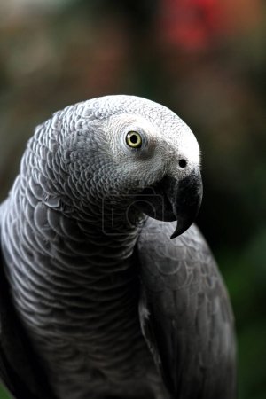Téléchargez les photos : Gros plan détaillé d'un majestueux perroquet gris (Psittacus erithacus) en captivité - en image libre de droit