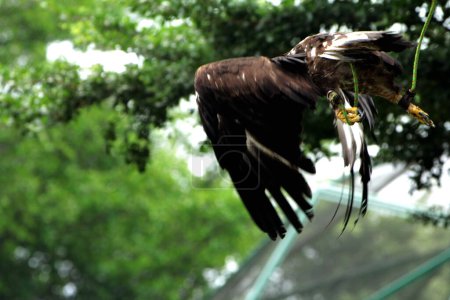 Foto de Hermosa fotografía de cerca de un águila dorada (Aquila chrysaetos) en un zoológico - Imagen libre de derechos