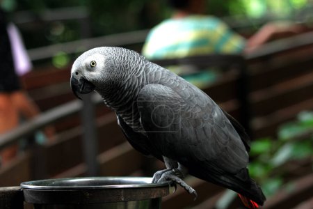 Téléchargez les photos : Vue rapprochée d'un magnifique perroquet gris (Psittacus erithacus) au zoo - en image libre de droit