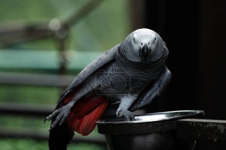 Téléchargez les photos : Superbe photo en gros plan d'un perroquet gris (Psittacus erithacus) dans un zoo - en image libre de droit