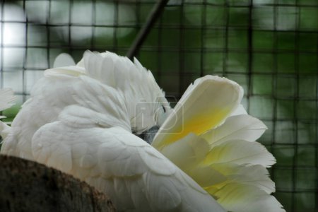 Le Cacatoès Moluque ou son nom scientifique Cacatua moluccensis, a des plumes blanches mélangées avec du rose. Sur sa tête, il y a une grande crête rose qui peut être érigée.