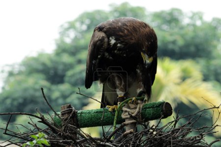 Hermosa fotografía de cerca de un águila dorada (Aquila chrysaetos) en un zoológico