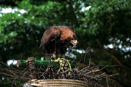 Foto de Fotografía de cerca de un hermoso águila dorada (Aquila chrysaetos) en el zoológico - Imagen libre de derechos