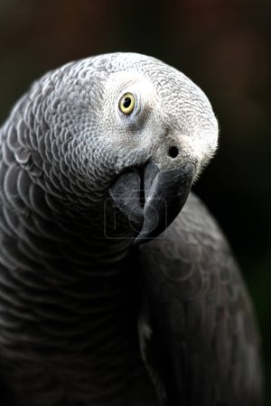 Close-up view of a beautiful Grey parrot (Psittacus erithacus) at the zoo