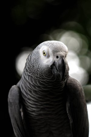 Detailed close-up of a majestic Grey parrot (Psittacus erithacus) in captivity