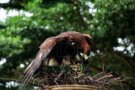Foto de Vista detallada de un hermoso águila dorada (Aquila chrysaetos) en el entorno del zoológico - Imagen libre de derechos