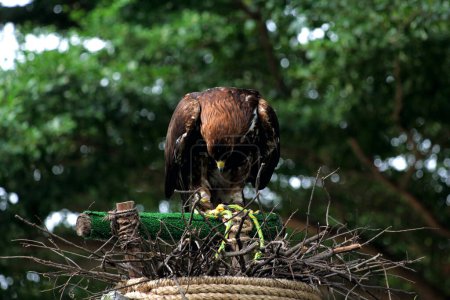 Foto de Fotografía de cerca de un hermoso águila dorada (Aquila chrysaetos) en el zoológico - Imagen libre de derechos