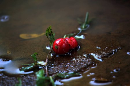 Téléchargez les photos : Capture rapprochée de Flacourtia inermis, le fruit aigre Lobi-lobi avec divers avantages pour la santé - en image libre de droit