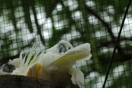 Foto de La Cacatúa Molucca o su nombre científico Cacatua moluccensis, tiene plumas blancas mezcladas con rosa. En su cabeza hay una gran cresta rosa que se puede erigir. - Imagen libre de derechos