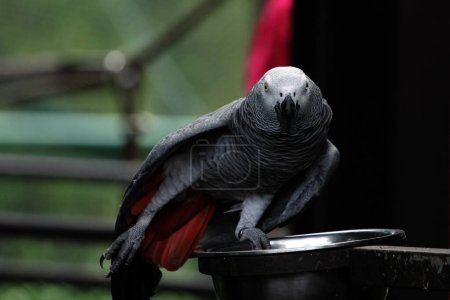 Detailed close-up of a majestic Grey parrot (Psittacus erithacus) in captivity
