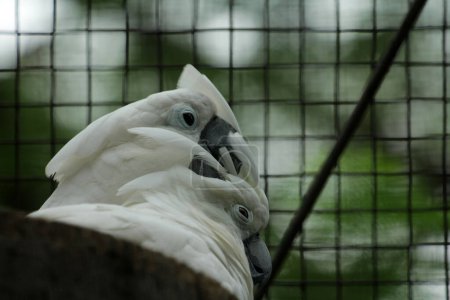 Der Molukkische Kakadu oder sein wissenschaftlicher Name Cacatua moluccensis hat weiße Federn, die mit rosa vermischt sind. Auf seinem Kopf befindet sich ein großer rosafarbener Kamm, den man aufstellen kann.
