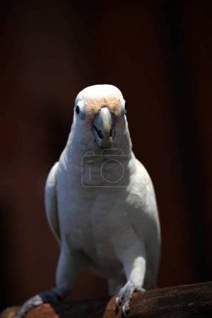 Zoomed-in shot of the Indonesian Tanimbar corella, Cacatua goffiniana, from the Tanimbar islands