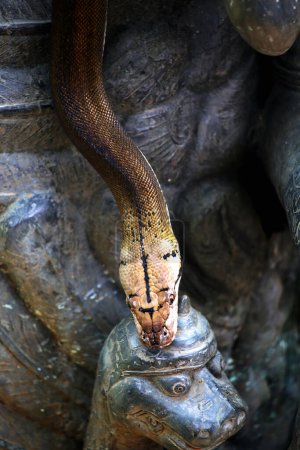 Reticulated python with beautiful skin exposed to sunlight.