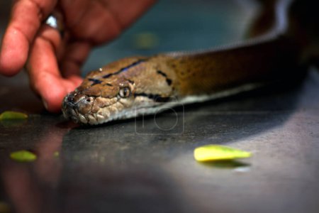 Reticulated python with beautiful skin exposed to sunlight.