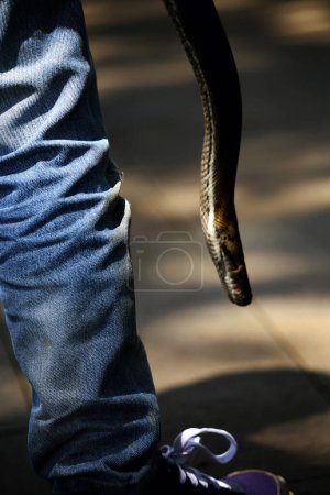Photo for Reticulated python with beautiful skin exposed to sunlight. - Royalty Free Image