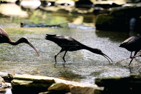 Plegadis falcinellus, or the glossy ibis. This species of water bird has a long, downward-curving beak, a long neck, and dark feathers with a metallic color that looks shiny in the sun.