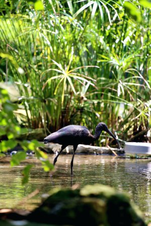 Plegadis falcinellus, or the glossy ibis. This species of water bird has a long, downward-curving beak, a long neck, and dark feathers with a metallic color that looks shiny in the sun.