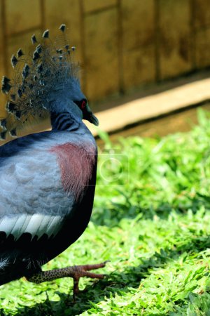 Westliche Kronentaube oder Mambruk ubiaat, in der wissenschaftlichen Sprache Goura cristata, ist die größte Taubenart der Welt, mit einem schönen Kamm auf dem Kopf, der einer Krone ähnelt.