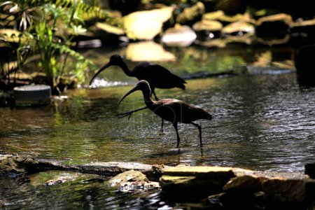 Photo for Plegadis falcinellus, or the glossy ibis. This species of water bird has a long, downward-curving beak, a long neck, and dark feathers with a metallic color that looks shiny in the sun. - Royalty Free Image