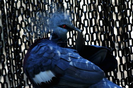 Foto de Paloma Coronada Occidental o Ubiaat Mambruk, en lenguaje científico Goura cristata, es la especie de paloma más grande del mundo, con una hermosa cresta en su cabeza que se asemeja a una corona. - Imagen libre de derechos