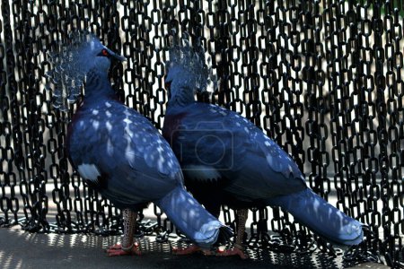 Western Crowned-Pigeon or Mambruk ubiaat, in scientific language Goura cristata, is the largest species of pigeon in the world, having a beautiful crest on its head that resembles a crown.
